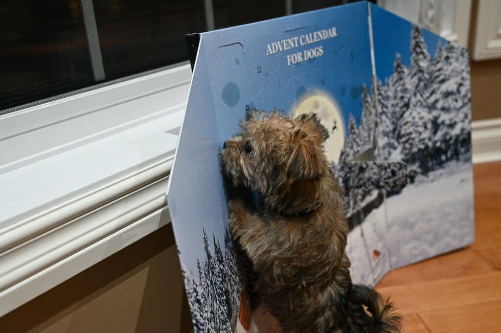 Costco Irish Rover Dog Advent Calendar 2021  with dog standing up smelling the calendar