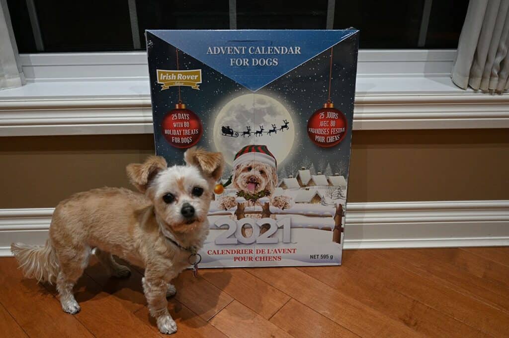 Costco Irish Rover Dog Advent Calendar 2021 dog standing in front of calendar