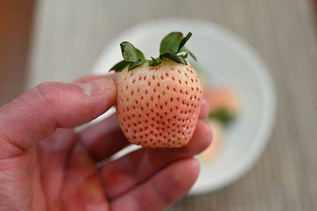 Closeup of one Costco Wish Farms Pink-A-Boo Pineberry. 