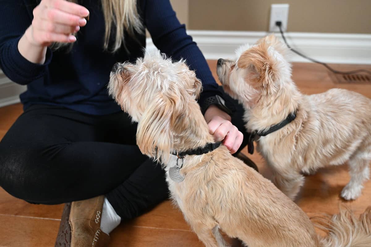 Image of a hand holding a dog treat and two small dogs looking up at the treat.