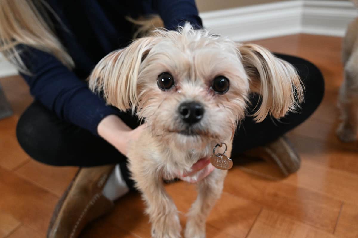 Closeup image of the face of a small beidge terrier dog.