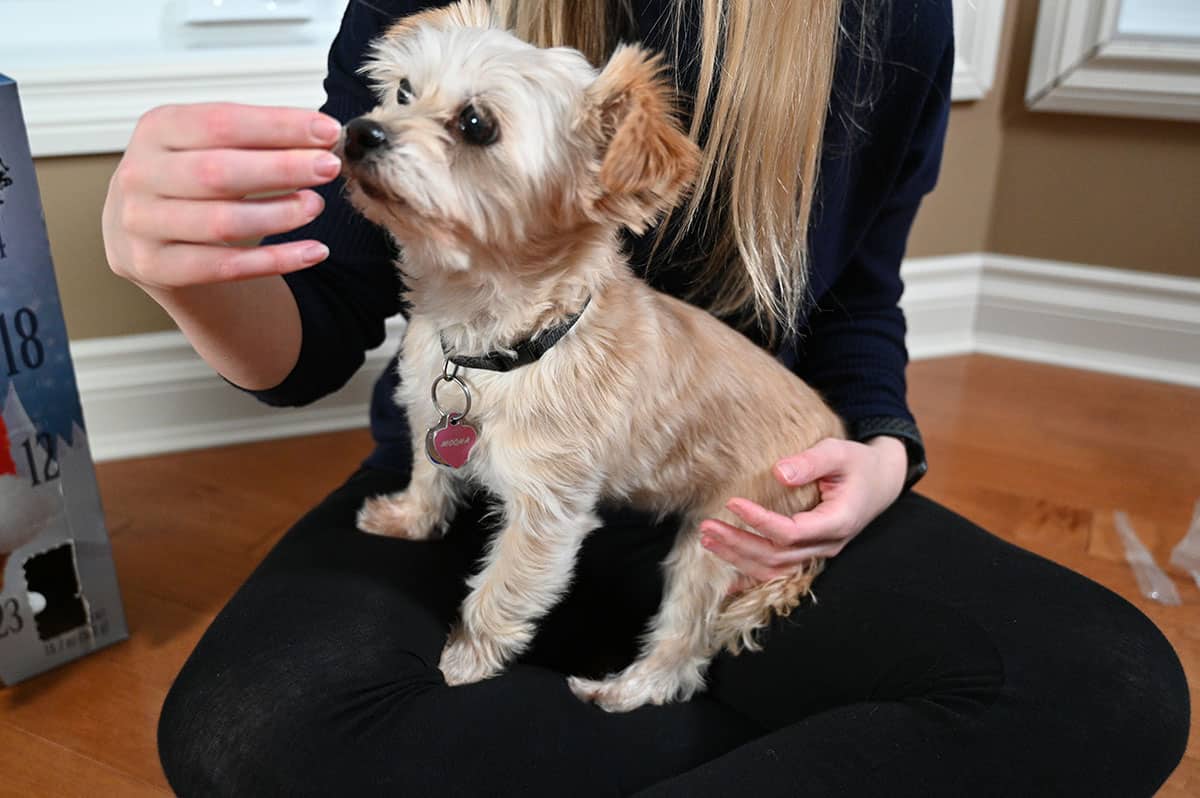 Image of a hand holding a dog treat and a small beige dog taking it.