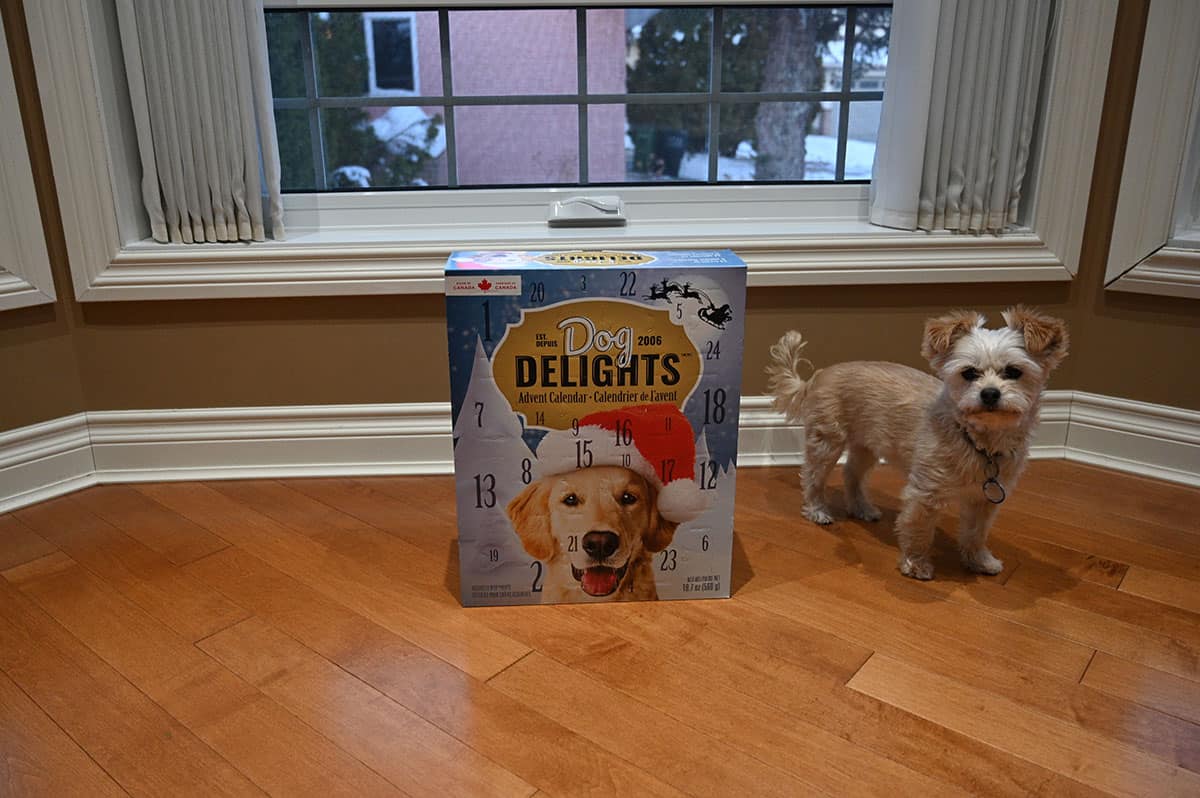 Image of a small beige dog standing beside the dog advent calendar box.