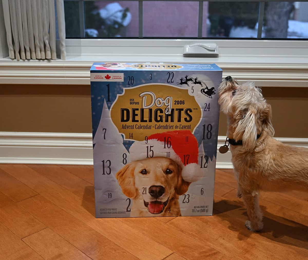 Image of a small beige dog sniffing the dog advent calendar.